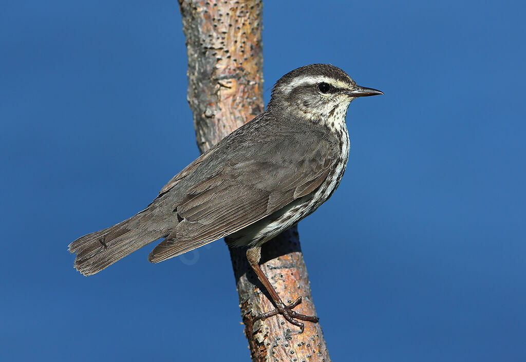 Northern Waterthrush