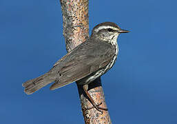 Northern Waterthrush