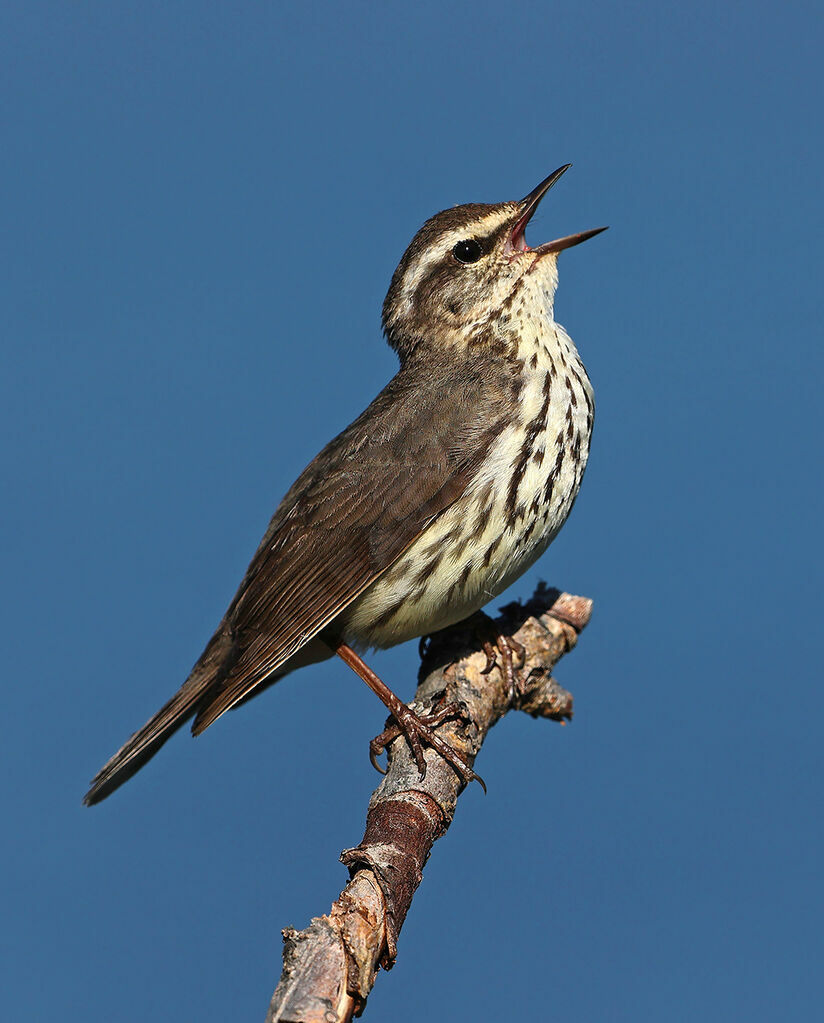 Paruline des ruisseaux mâle adulte nuptial, identification, chant