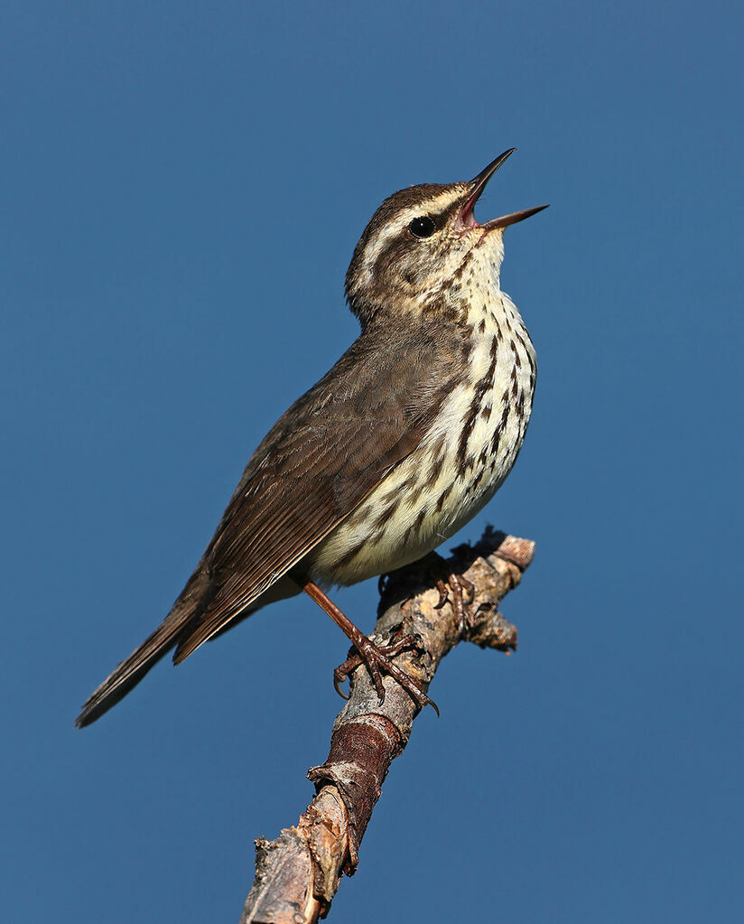 Northern Waterthrush male adult breeding, identification, song