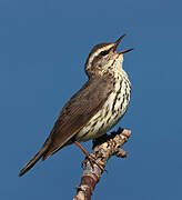 Northern Waterthrush