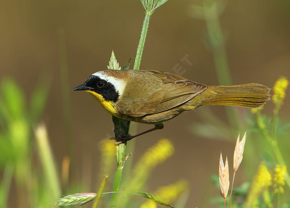 Common Yellowthroat male adult breeding, identification