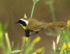 Common Yellowthroat