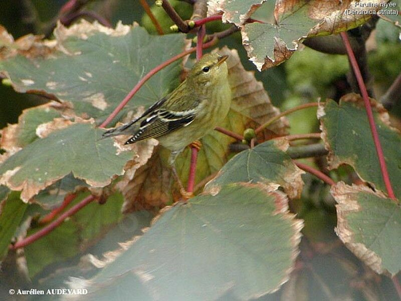 Blackpoll Warbler