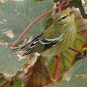 Paruline rayée