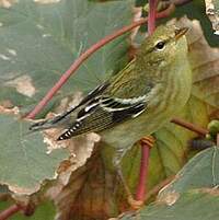 Paruline rayée