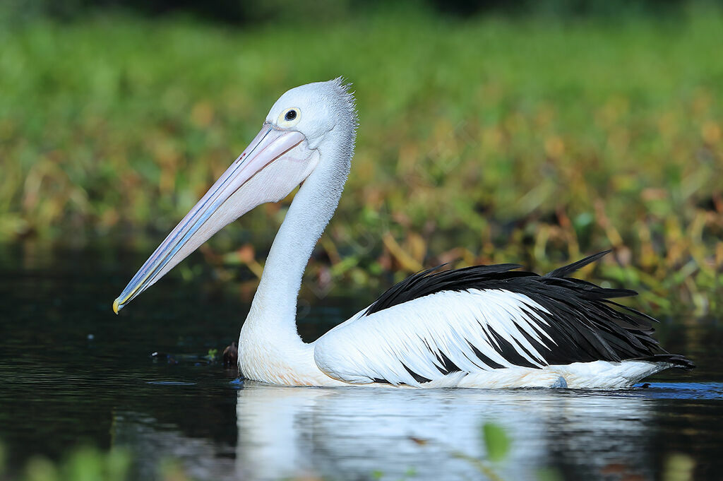 Australian Pelican