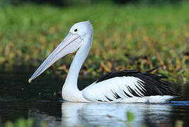 Australian Pelican