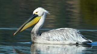 Great White Pelican