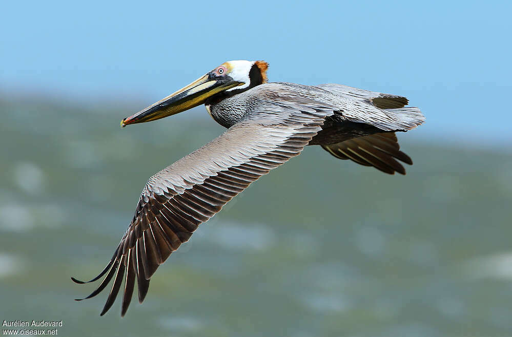 Brown Pelicanadult breeding, pigmentation, Flight