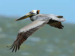 Brown Pelican