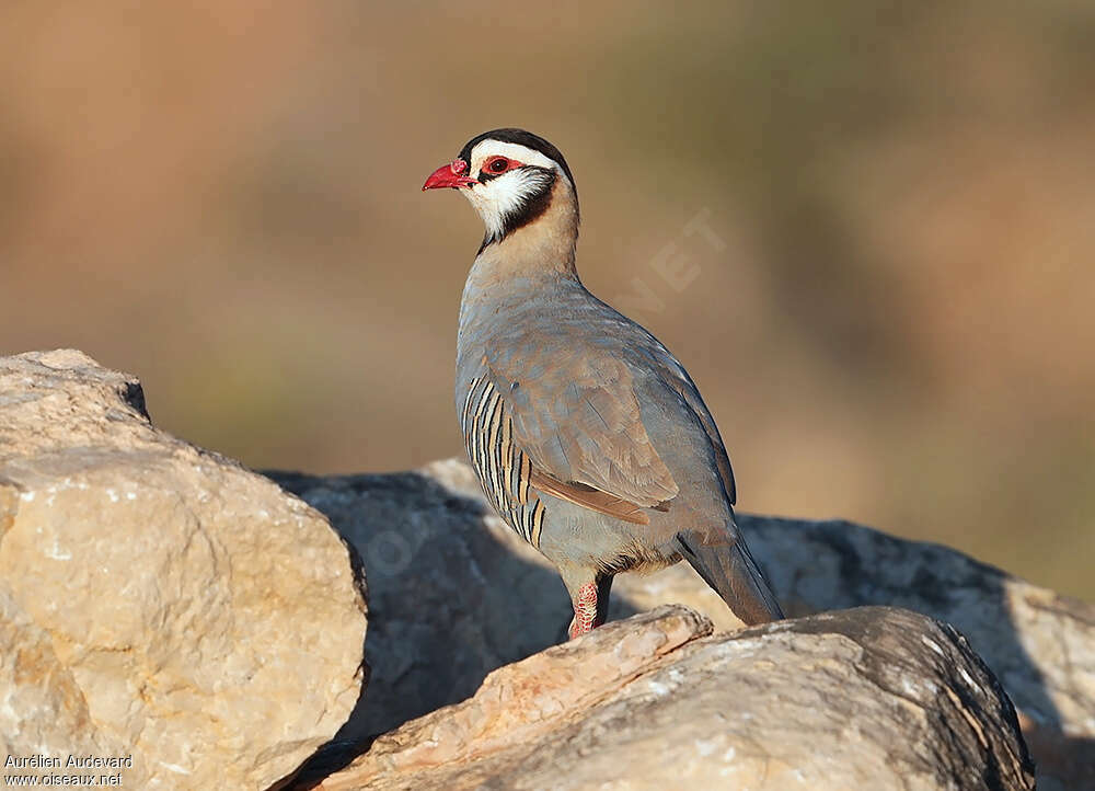 Arabian Partridgeadult, identification