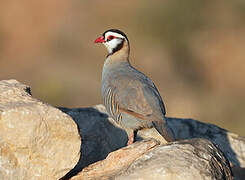 Arabian Partridge