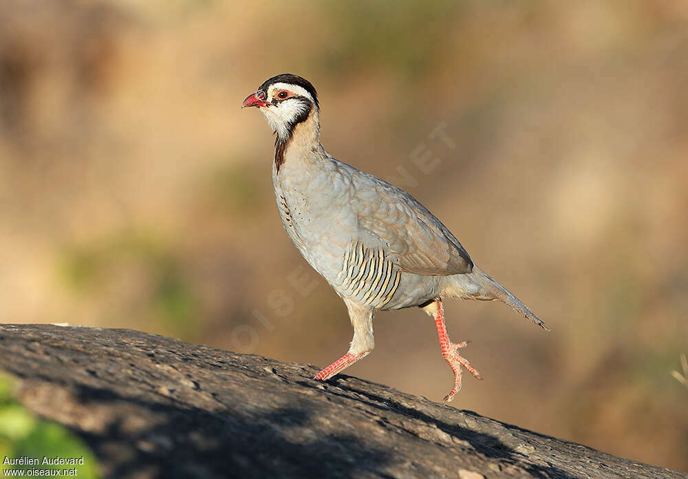 Arabian Partridgeadult, identification