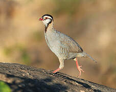 Arabian Partridge