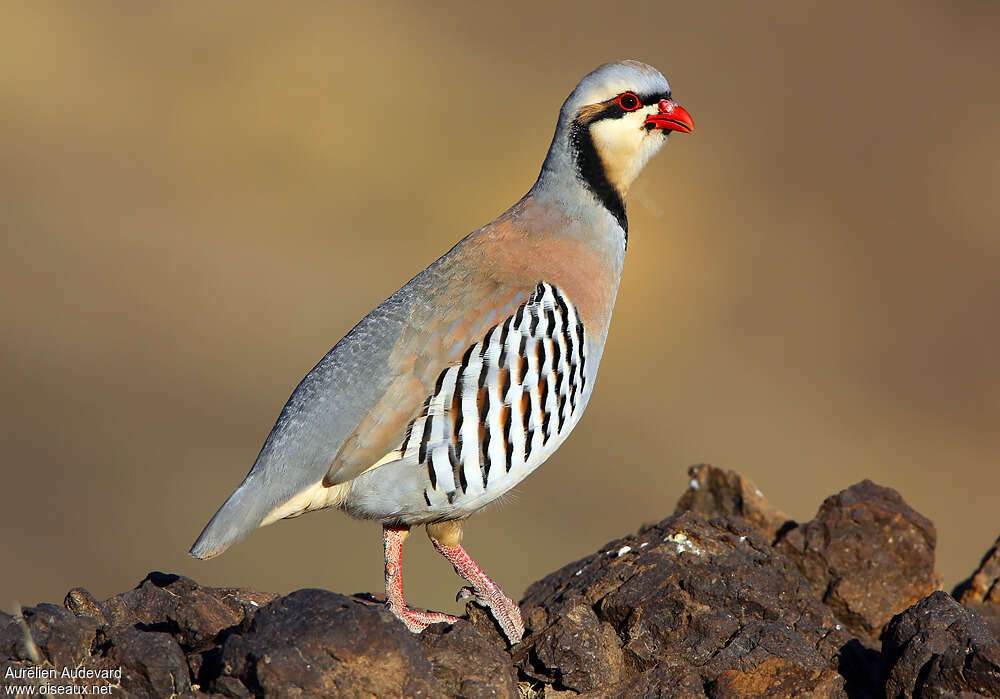 Chukar Partridge male adult breeding, identification