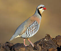 Chukar Partridge