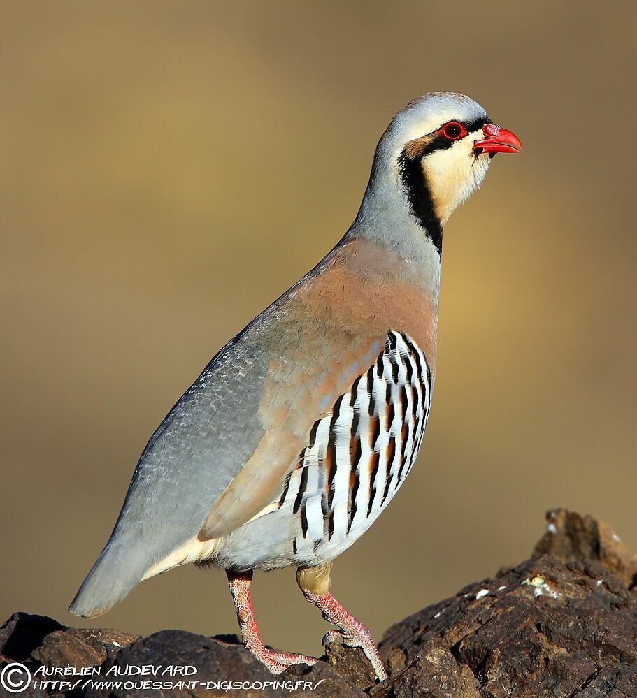 Chukar Partridge