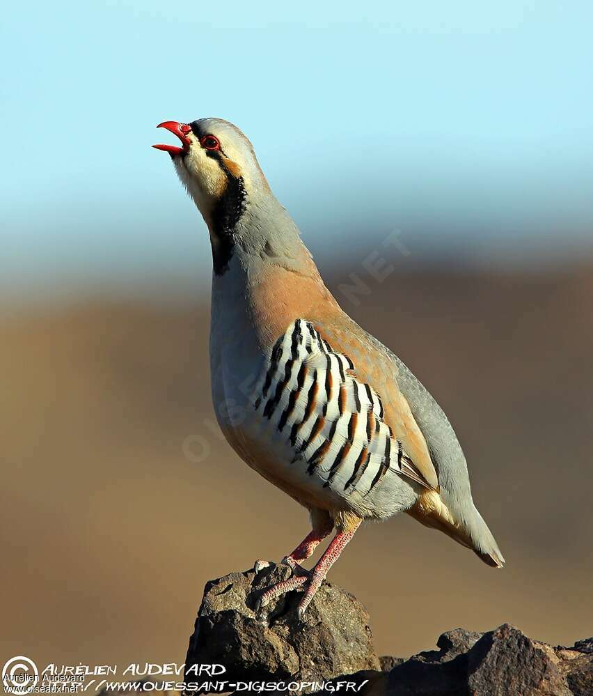 Chukar Partridgeadult, pigmentation, song