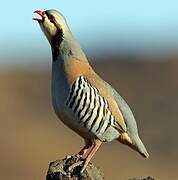 Chukar Partridge