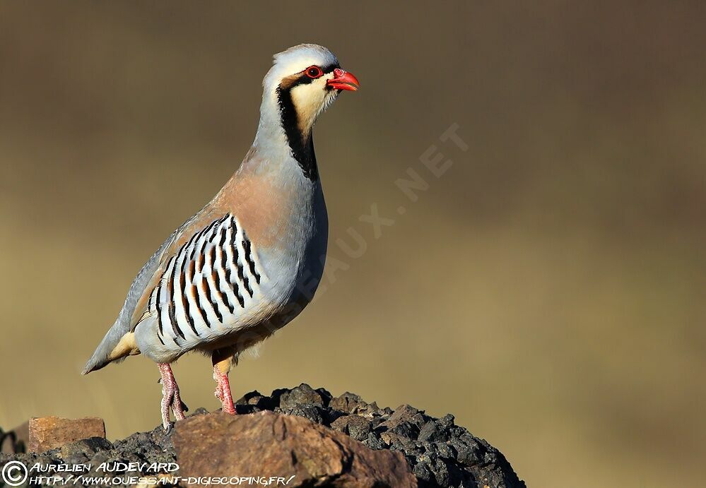 Chukar Partridge male adult breeding, identification