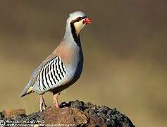 Chukar Partridge