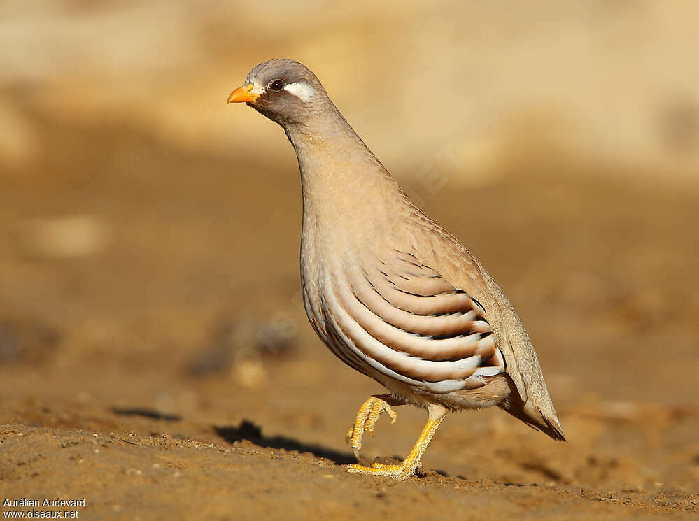 Sand Partridge male adult, identification