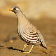 Sand Partridge