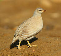 Sand Partridge