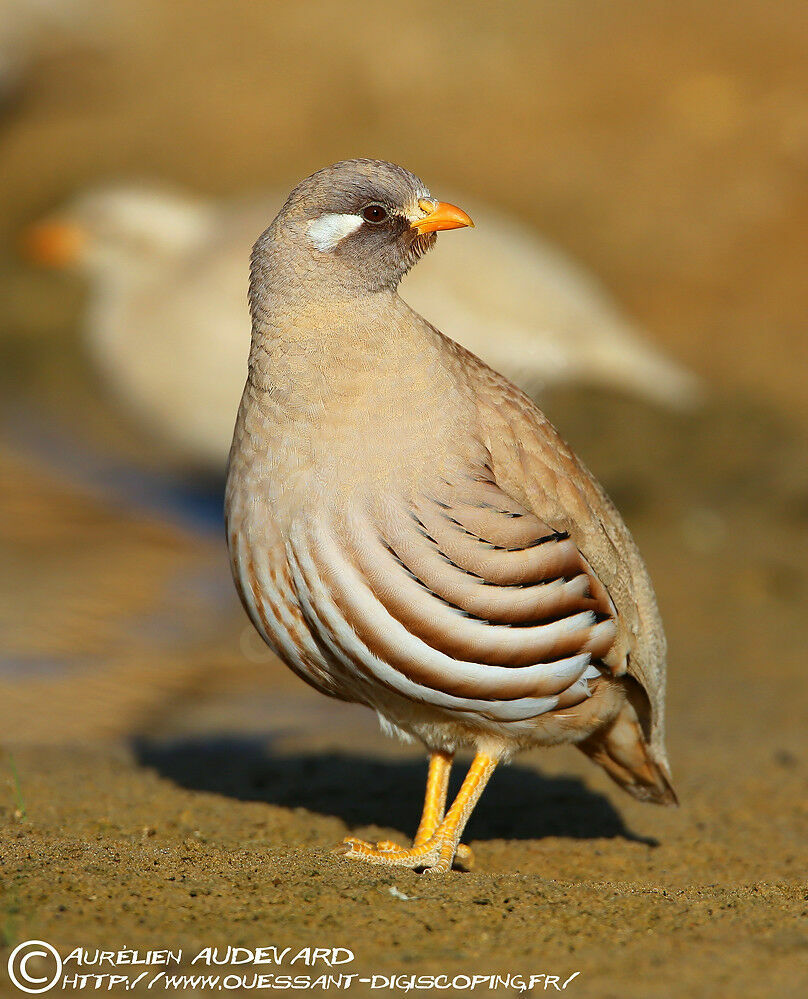 Sand Partridge