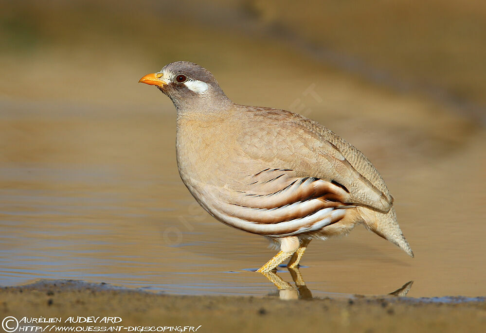 Sand Partridge male adult, drinks