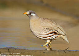 Sand Partridge