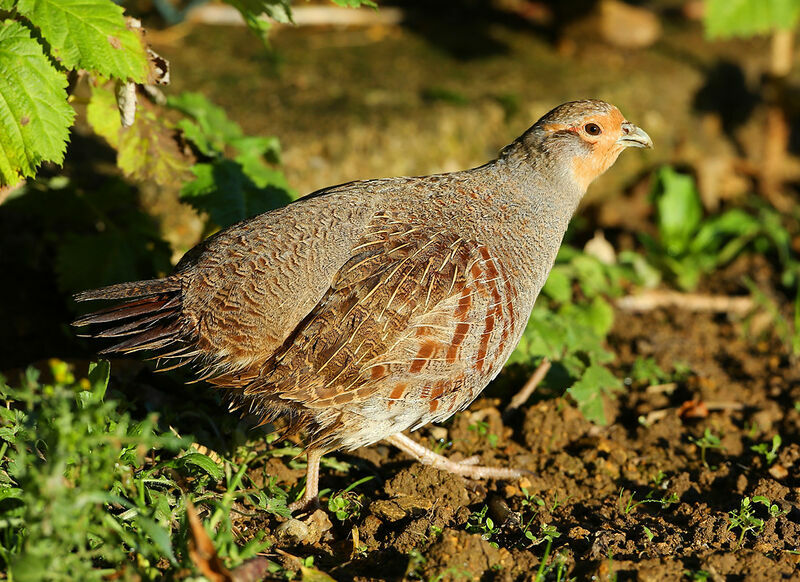 Grey Partridge male First year