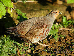 Grey Partridge