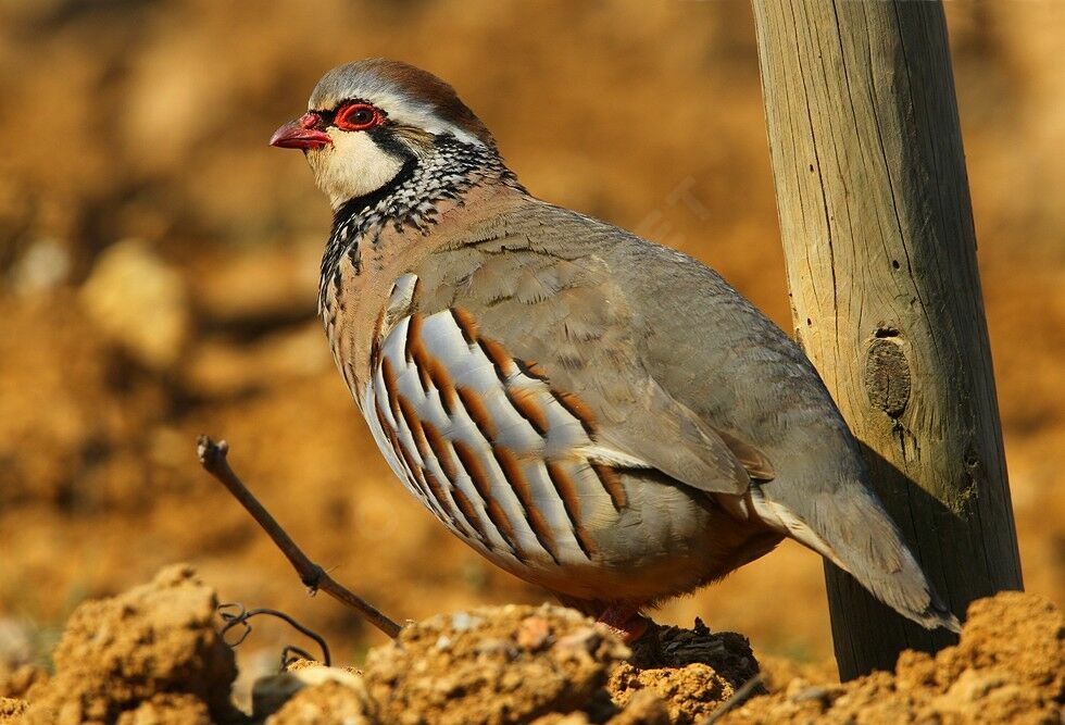 Red-legged Partridge male adult breeding