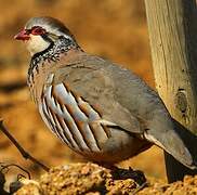 Red-legged Partridge