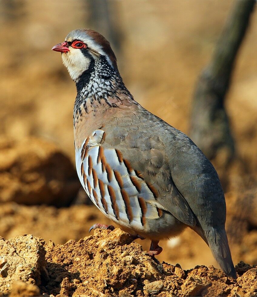 Red-legged Partridge male adult breeding