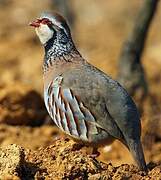 Red-legged Partridge