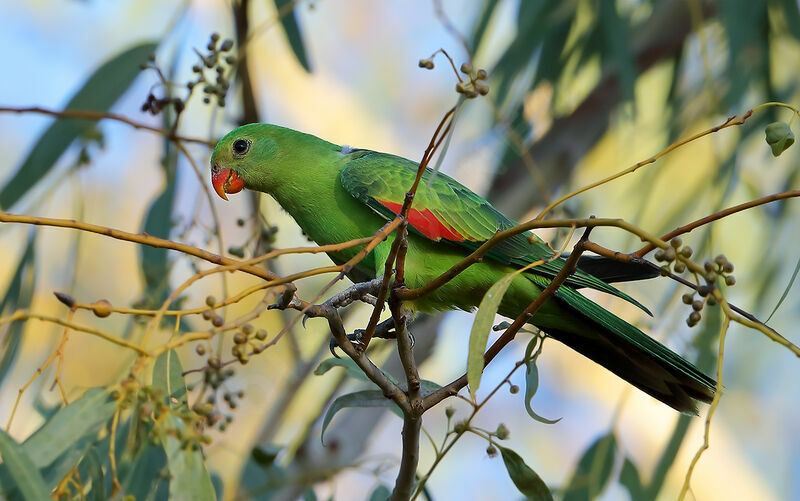 Red-winged Parrot, identification