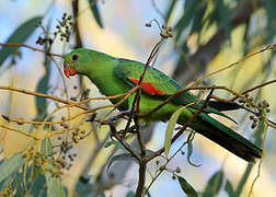 Red-winged Parrot