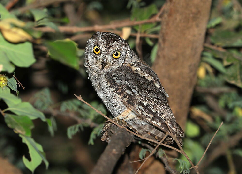 Arabian Scops Owl