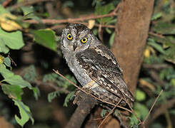 Arabian Scops Owl