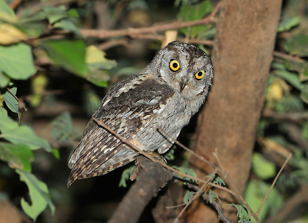 Arabian Scops Owl