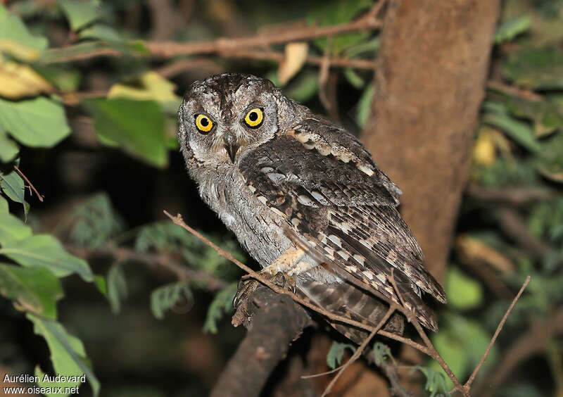 Arabian Scops Owl male adult, identification