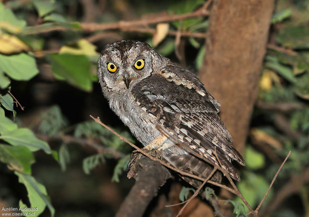 Petit-duc d'Arabie mâle adulte, identification