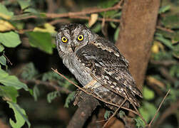 Arabian Scops Owl