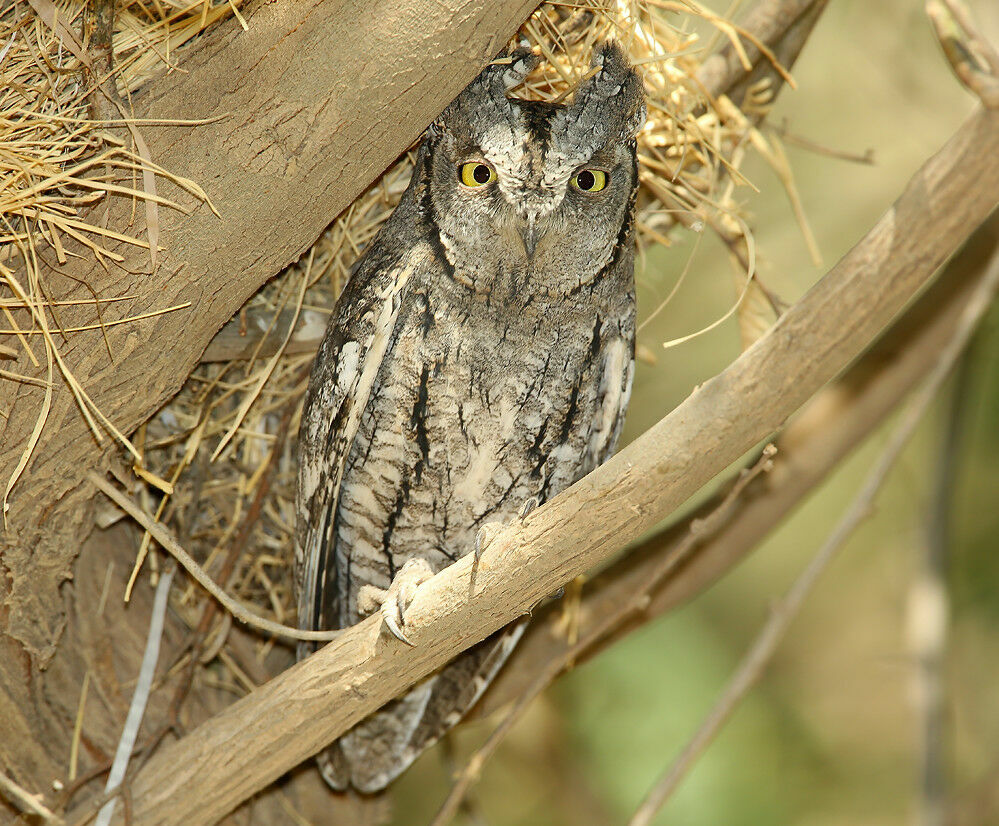 Petit-duc scops