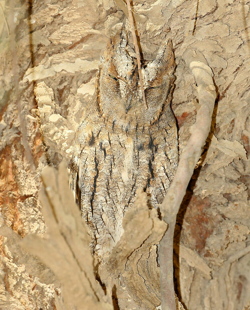 Eurasian Scops Owl