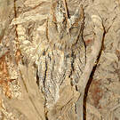 Petit-duc scops