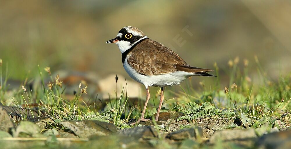 Little Ringed Ploveradult breeding, identification